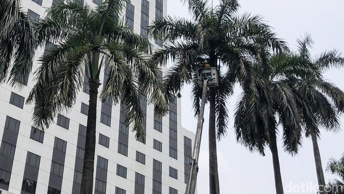 Petugas mengoperasikan telescopic crane untuk melakukan perawatan pohon palem peneduh jalan di Jl Pintu Satu Senayan, Jakarta, Kamis (29/9). Begini prosesnya.