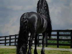 10 Bukti Bahwa Kuda adalah Makhluk Tercantik