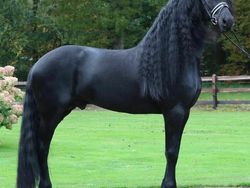 10 Bukti Bahwa Kuda adalah Makhluk Tercantik