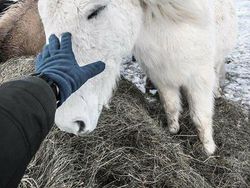 10 Bukti Bahwa Kuda adalah Makhluk Tercantik