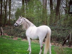 10 Bukti Bahwa Kuda adalah Makhluk Tercantik