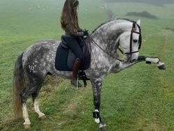 10 Bukti Bahwa Kuda adalah Makhluk Tercantik