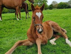 10 Bukti Bahwa Kuda adalah Makhluk Tercantik