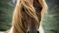 10 Bukti Bahwa Kuda adalah Makhluk Tercantik