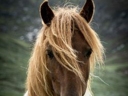 10 Bukti Bahwa Kuda adalah Makhluk Tercantik