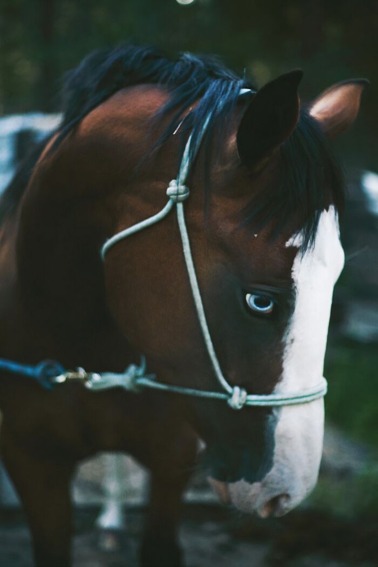 Kuda adalah hewan yang bisa memancarkan kecantikan dan keeleganan dalam satu detik tatapan. Ini dia bukti-buktinya.