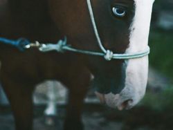 10 Bukti Bahwa Kuda adalah Makhluk Tercantik