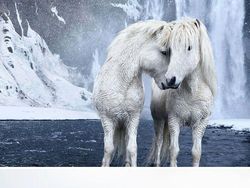 10 Bukti Bahwa Kuda adalah Makhluk Tercantik