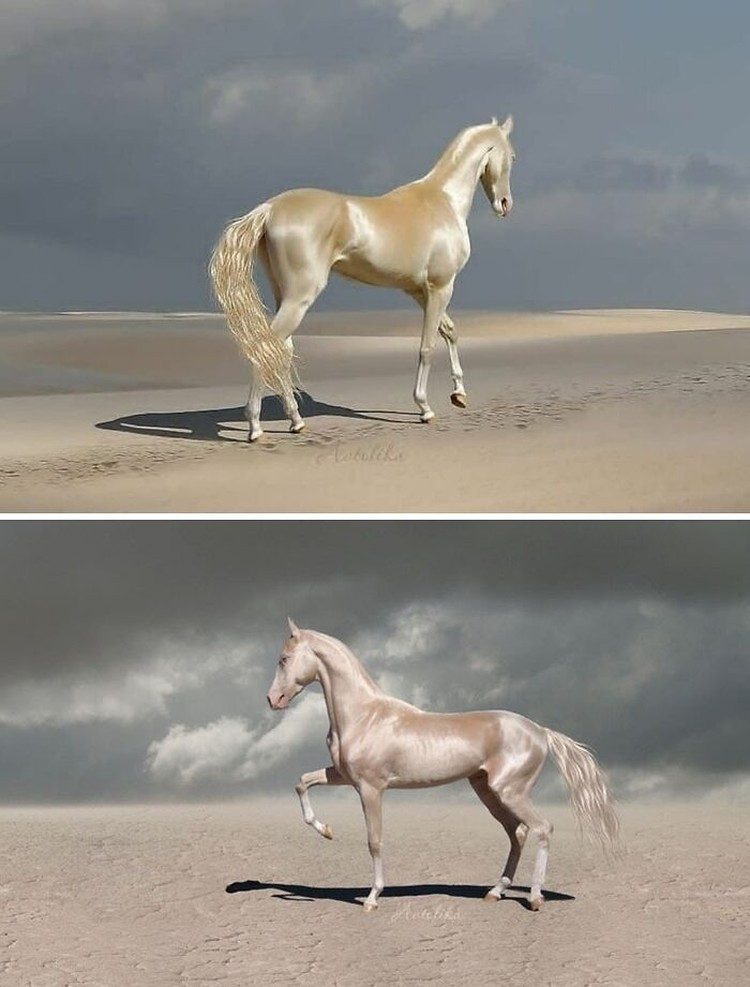 Kuda adalah hewan yang bisa memancarkan kecantikan dan keeleganan dalam satu detik tatapan. Ini dia bukti-buktinya.