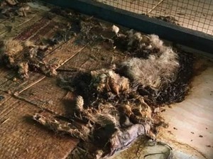 Pemilik Penampungan Telantarkan Kucing di Pekanbaru Kabur ke Sumbar