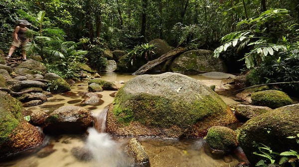 Posisi ke-7 ada hutan hujan Daintree di Queensland, Australia. Dengan luas sekitar 1.200 km persegi, Daintree merupakan hutan hujan tropis terbesar di benua Australia.