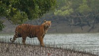 Berikutnya di posisi ke-5 ada Taman Nasional Sundarban di India. Kawasan ini merupakan muara hutan bakau terbesar di dunia sekaligus tempat pelestarian harimau dan tumbuhan biosfer.