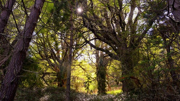 Posisi ke-3 ada Hutan Valdivian yang berloaksi di Amerika Selatan, tepatnya di kawasan Chili dan Argentina. Posisi ke-3 ada Hutan Valdivian yang berloaksi di Amerika Selatan, tepatnya di kawasan Chili dan Argentina.Â