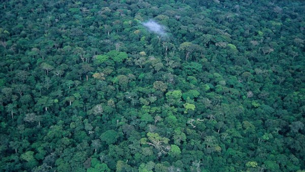Hutan hutan Congo menempati posisi ke-2. Hutan hujan ini memiliki 6.000 spesies pohon dan 10.000 jesni hewan.