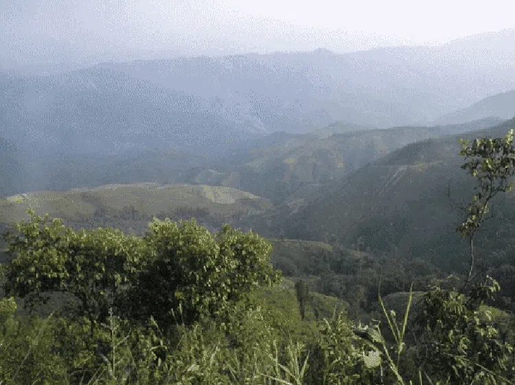 Deretan 8 Hutan Terbesar yang Bikin Bumi Tetep Adem