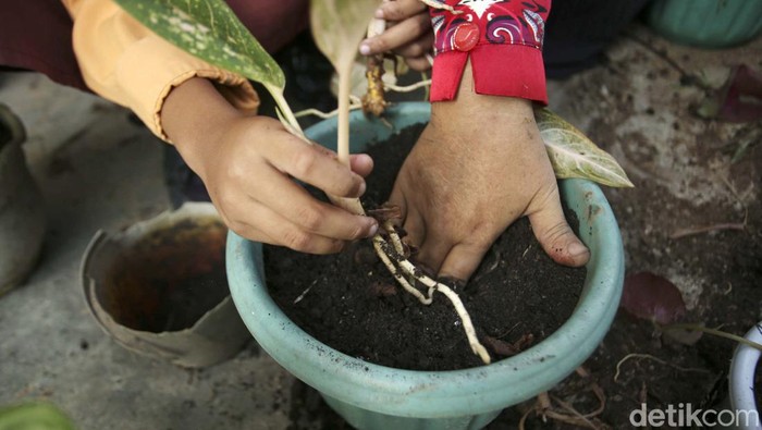 Sejumlah siswi menanam tanaman di SDN Pereges 06, Kalimantan Barat, Jumat (9/8/2022). Kepala Sekolah SDN Pereges 06 mengatakan sekolah ini mewajibkan anak - anak untuk mengukuti kegiatan Jumat Bersih.