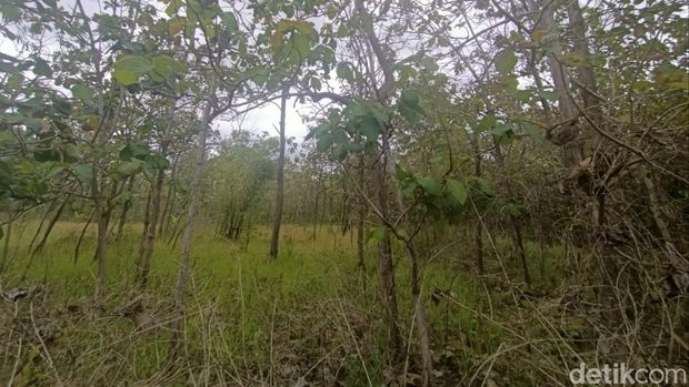 Ilustrasi kebun Jati di Gunungkidul