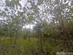 Viral ASN Tepergok Mesum di Tengah Ladang Gunungkidul