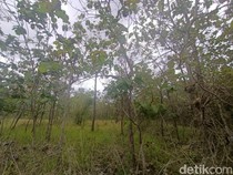 Viral ASN Tepergok Mesum di Tengah Ladang Gunungkidul