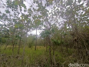 Viral ASN Tepergok Mesum di Tengah Ladang Gunungkidul