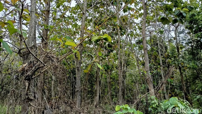 Ilustrasi kebun jati