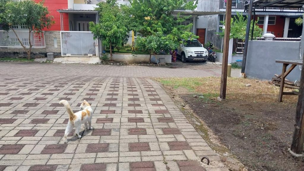 Solusi Kurangi Populasi Kucing Tinggi di Perumahan Kota Malang, Sterilisasi
