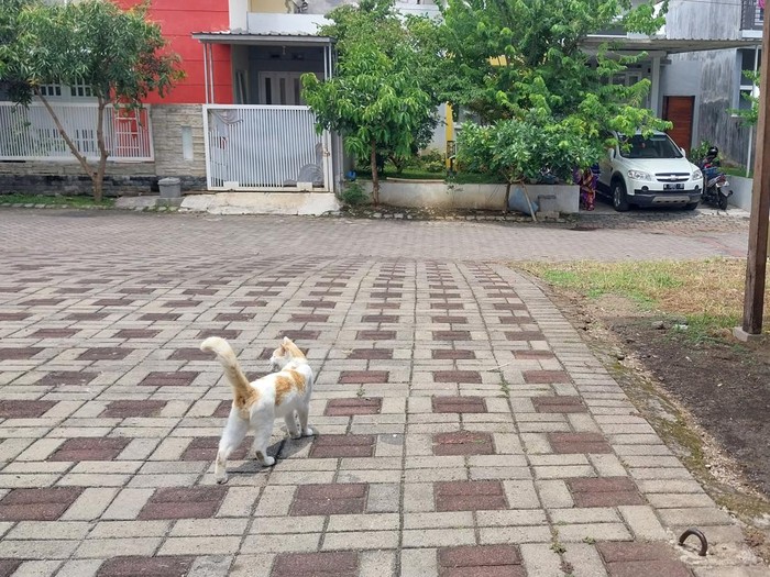kucing di malang