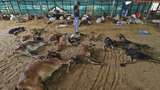 Sapi-sapi di India Mati Terserang Wabah Kulit Berbenjol