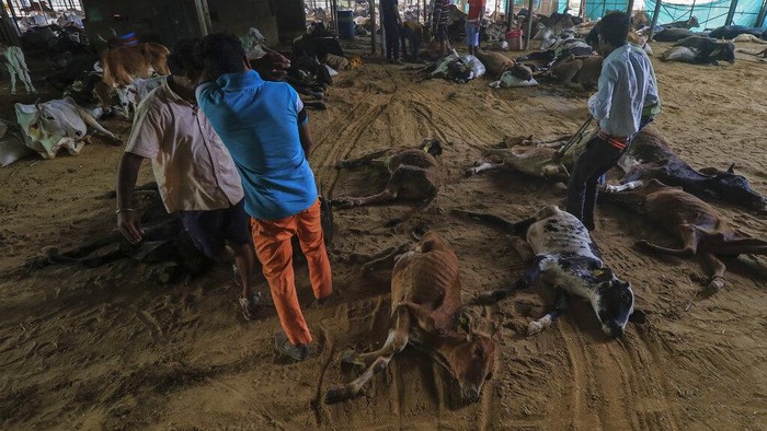 Workers remove carcass of cows that died after being infected with lumpy skin disease at a cow shelter in Jaipur, Rajasthan state, India, Sept. 21, 2022. Infected cows and buffaloes get fever and have lumps on their skin. The viral disease that is spread by insects like mosquitoes and ticks has killed at least 100,000 cows and buffaloes in India and sickened more than 2 million. (AP Photo/ Vishal Bhatnagar)
