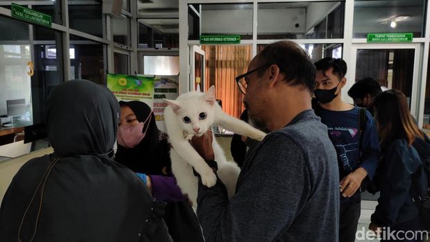 Sejumlah anjing dan kucing mengikuti vaksinasi rabies gratis di BBVet Wates, Kulon Progo, DIY, Jumat (30/9/2022).