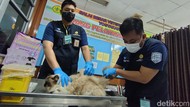 Hari Rabies Dunia,  Anjing-Kucing di Kulon Progo Dapat Vaksin Gratis