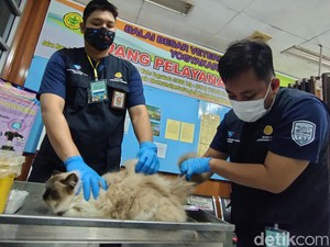 Hari Rabies Dunia,  Anjing-Kucing di Kulon Progo Dapat Vaksin Gratis