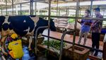 Dorong Tingkatkan Kualitas Produksi Sapi Perah