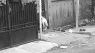 Seorang Anak Digigit Anjing yang Tak Diberi Makan Seminggu di Tangerang