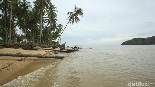 Yang menjadi ciri khas lainnya yaitu pantai ini memiliki pohon-pohon kelapa yang tumbang di sekitar pasir pantai. Warga sekitar menyebut pohon-pohon ini sebelumnya berada di darat, namun debit air yang terus meninggi membuat pohon ini akhirnya tumbang.