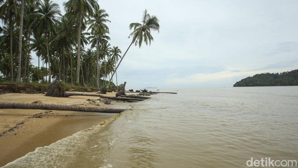 Yang menjadi ciri khas lainnya yaitu pantai ini memiliki pohon-pohon kelapa yang tumbang di sekitar pasir pantai. Warga sekitar menyebut pohon-pohon ini sebelumnya berada di darat, namun debit air yang terus meninggi membuat pohon ini akhirnya tumbang. Yang menjadi ciri khas lainnya yaitu pantai ini memiliki pohon-pohon kelapa yang tumbang di sekitar pasir pantai. Warga sekitar menyebut pohon-pohon ini sebelumnya berada di darat, namun debit air yang terus meninggi membuat pohon ini akhirnya tumbang.