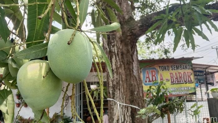 Mangga Indramayu