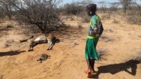 Hampir 300 kambing dan 50 unta mati. Jumlah tersebut diperkirakan akan semakin bertambah.