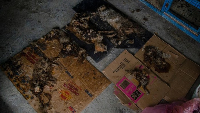 Kucing mati ditemukan di tempat penampungan ilegal di Pekanbaru