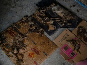 9 Kucing Mati dan 10 Sekarat di Penampungan Ilegal di Pekanbaru