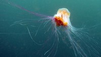 Posisi ke-9 ada Ubur-ubur surai singa. Pada 1870 hewan ini pernah terdampar di i Massachusetts Bay, AS, dengan diameter 2,3 meter dan panjang tentakel hingga 37 meter.