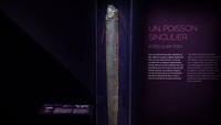 Lanjut, posisi ke-8 ada oarfish atau ikan raja herring. Hewan ini merupakan ikan bertulang belakang terpanjang di dunia. Pernah ada laporan ikan ini mencapai panjang 17 meter dan berat hingga 270 kilogram.