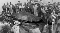 Film fenomenal JAWS merefleksikan kengerian hiu putih. Hiu ini dikenal dari ukurannya yang bisa mencapai 6 meter lebih dan berat rata-rata hingga 2.268 kg saat dewasa. Hiu ini masuk diposisi ke-7 hewan laut terbesar dunia.