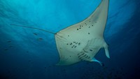 Berikutnya, diposisi ke-6 ada pari manta raksasa. Ikan ini bisa mencapai lebar 7 meter lho.