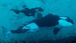 10 Hewan Laut Raksasa yang Bikin Geleng Kepala