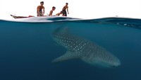 Hiu paus menempati posisi ke-4 sebagai hewan terbesar di laut. Hewan ini bisa mencapai umur hingga 70 tahun. Pada 11 November 1947 di Karachi, Pakistan, spesimen hewan ini panjangnya mencapai 12,65 meter dengan berat lebih dari 21,5 ton dan lingkar badan sekitar 2,1 meter.