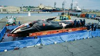 Posisi ke-2 ada paus sirip. Paus ini bisa mencapai panjang hingga 27 meter. Paus ini dapat ditemui di semua samudra utama dunia, dari daerah kutub sampai lautan tropis.