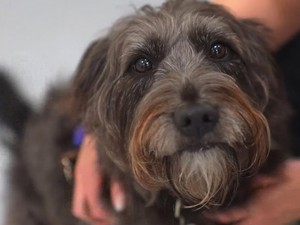Anjing Bisa Mengendus Stres dari Keringat dan Napas Pemiliknya