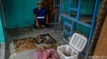 5 Penampakan Bangkai Kucing di Pekanbaru yang Bikin Geger