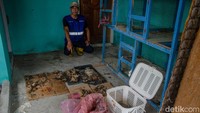 Sembilan ditemukan mati dan 10 dalam kondisi sekarat di salah satu tempat penampungan ilegal di Pekanbaru. Kucing-kucing itu mati karena ditinggalkan oleh pemilik penampungan. (Raja Adil Siregar/detikSumut)